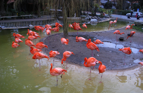 offre zoo via l'hotel belle-vue de royan